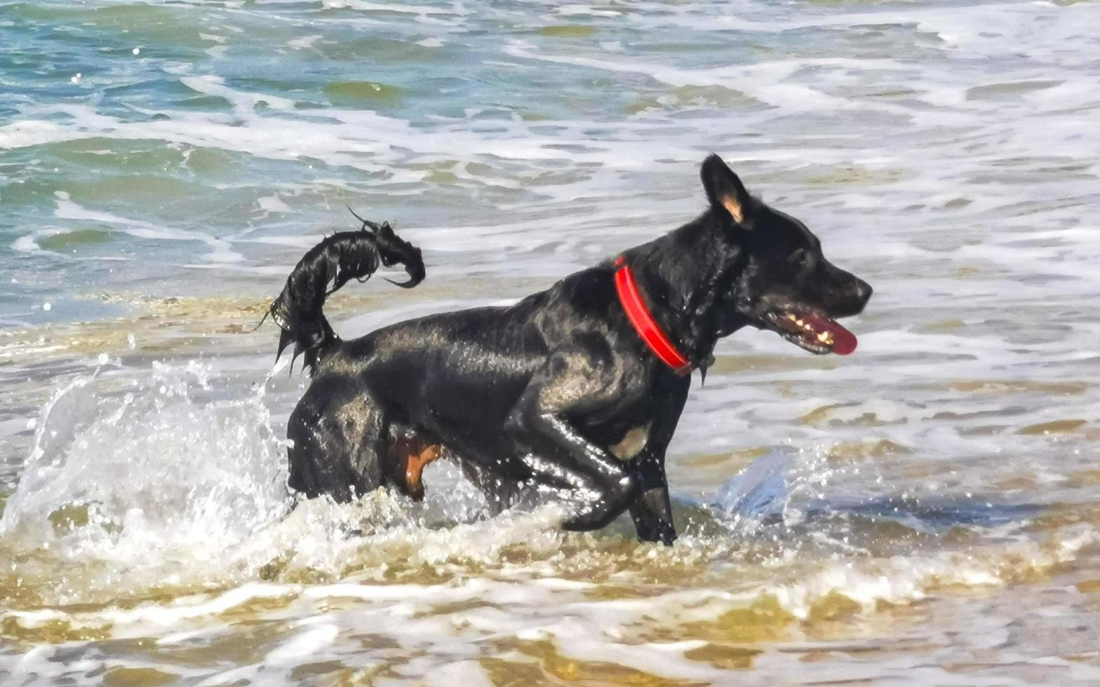 Black dog playing in water with waves Puerto Escondido Mexico. photo