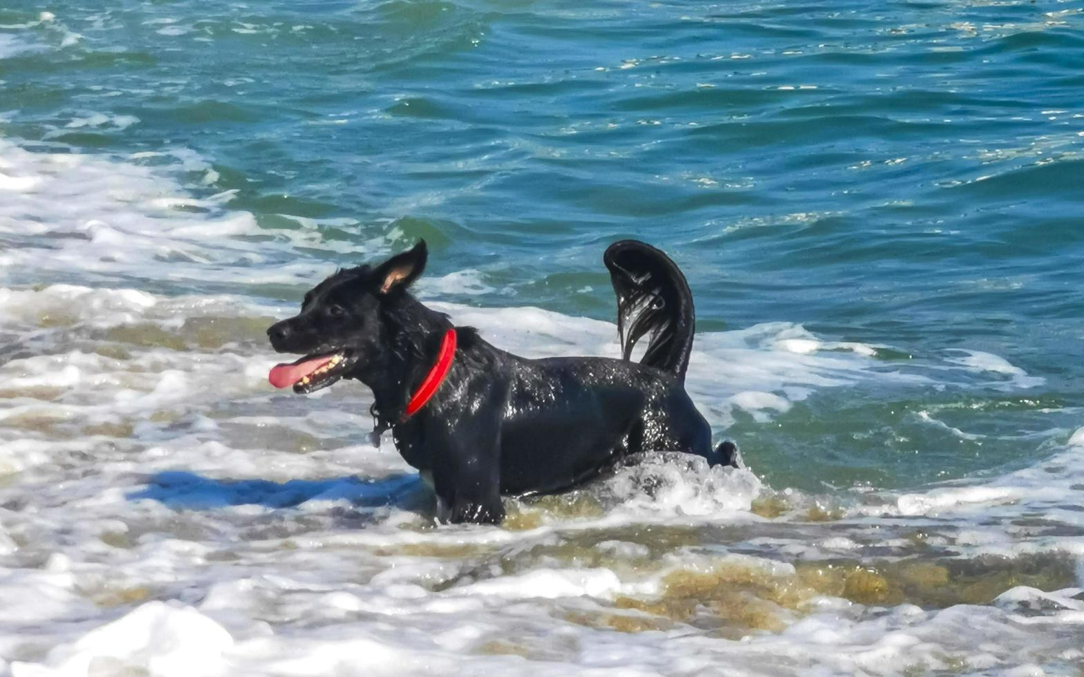 Black dog playing in water with waves Puerto Escondido Mexico. photo