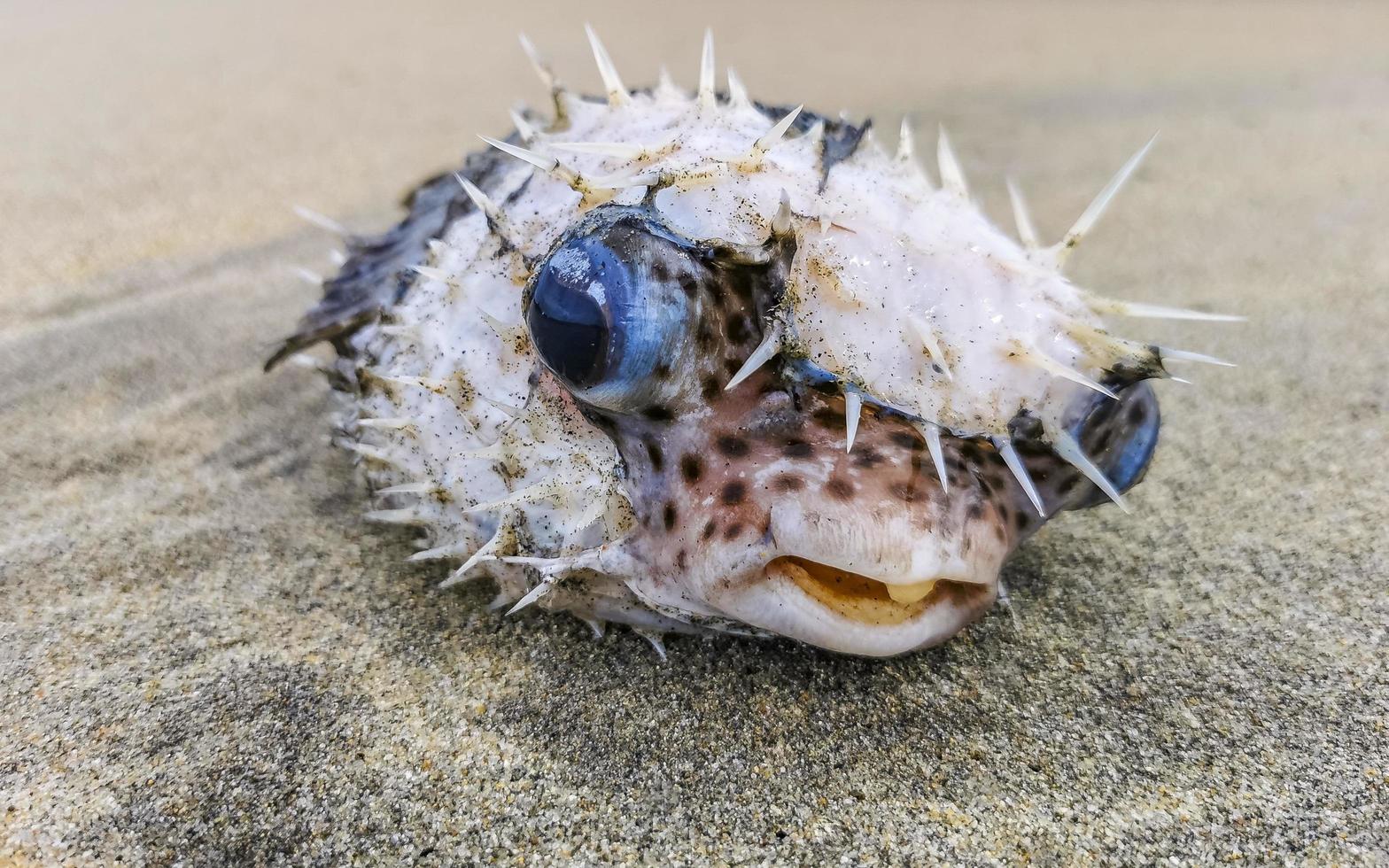 Dead puffer fish washed up on beach lies on sand. photo