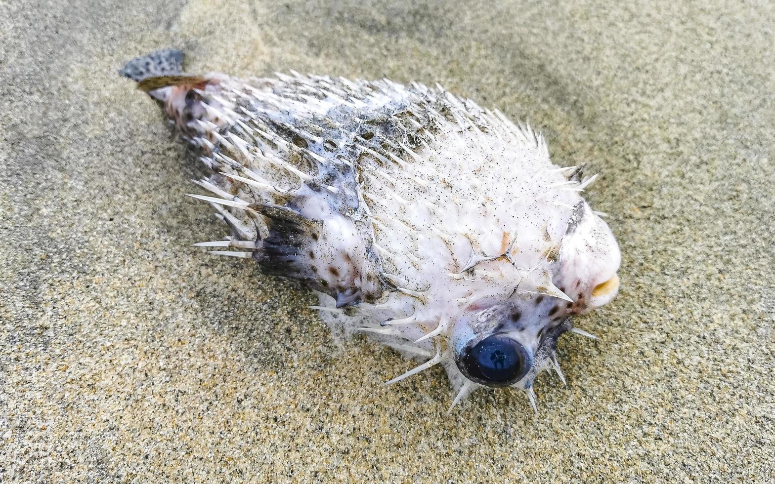 Dead puffer fish washed up on beach lies on sand. photo