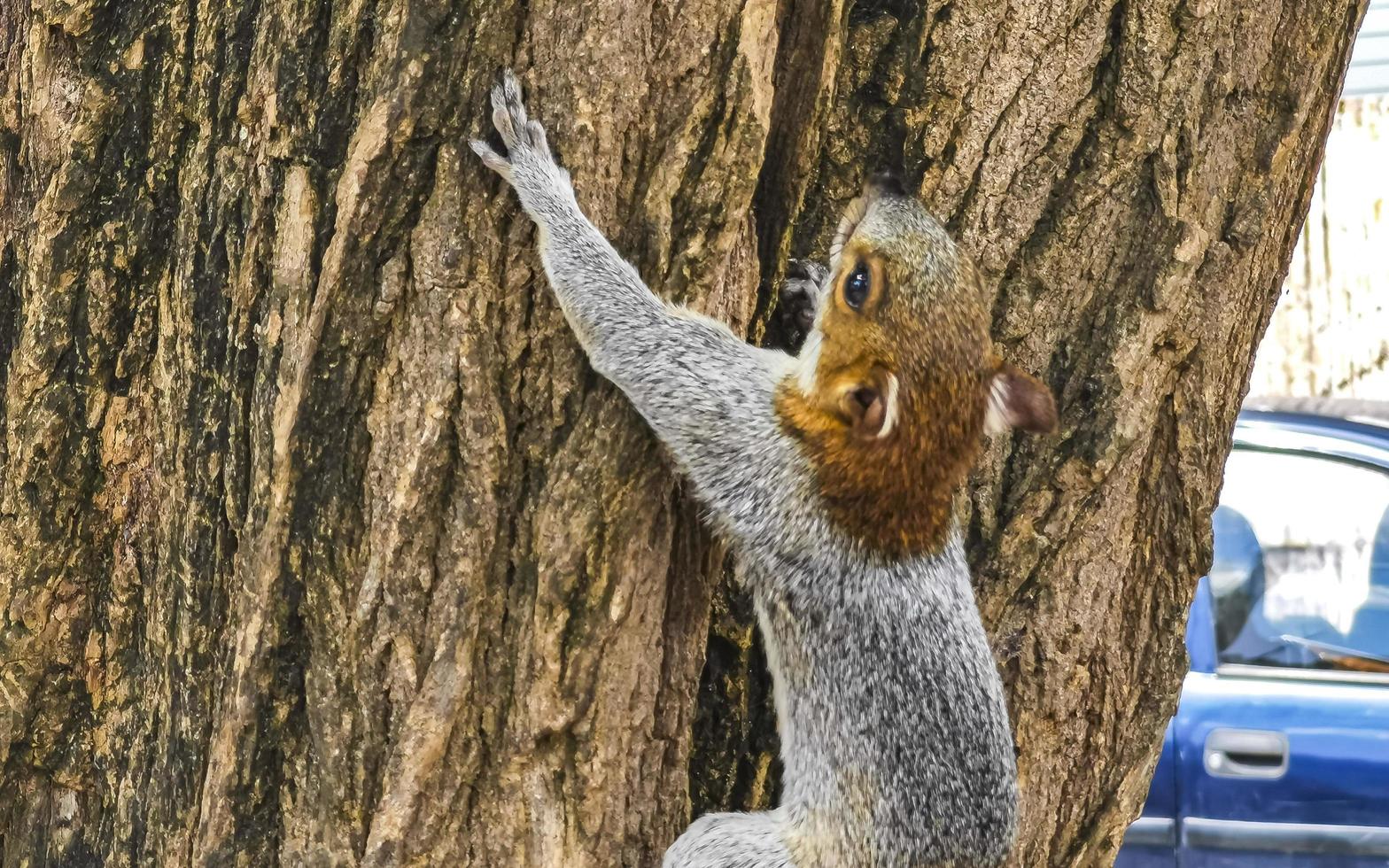 Grey squirrel climbing tree in Puerto Escondido Mexico. photo