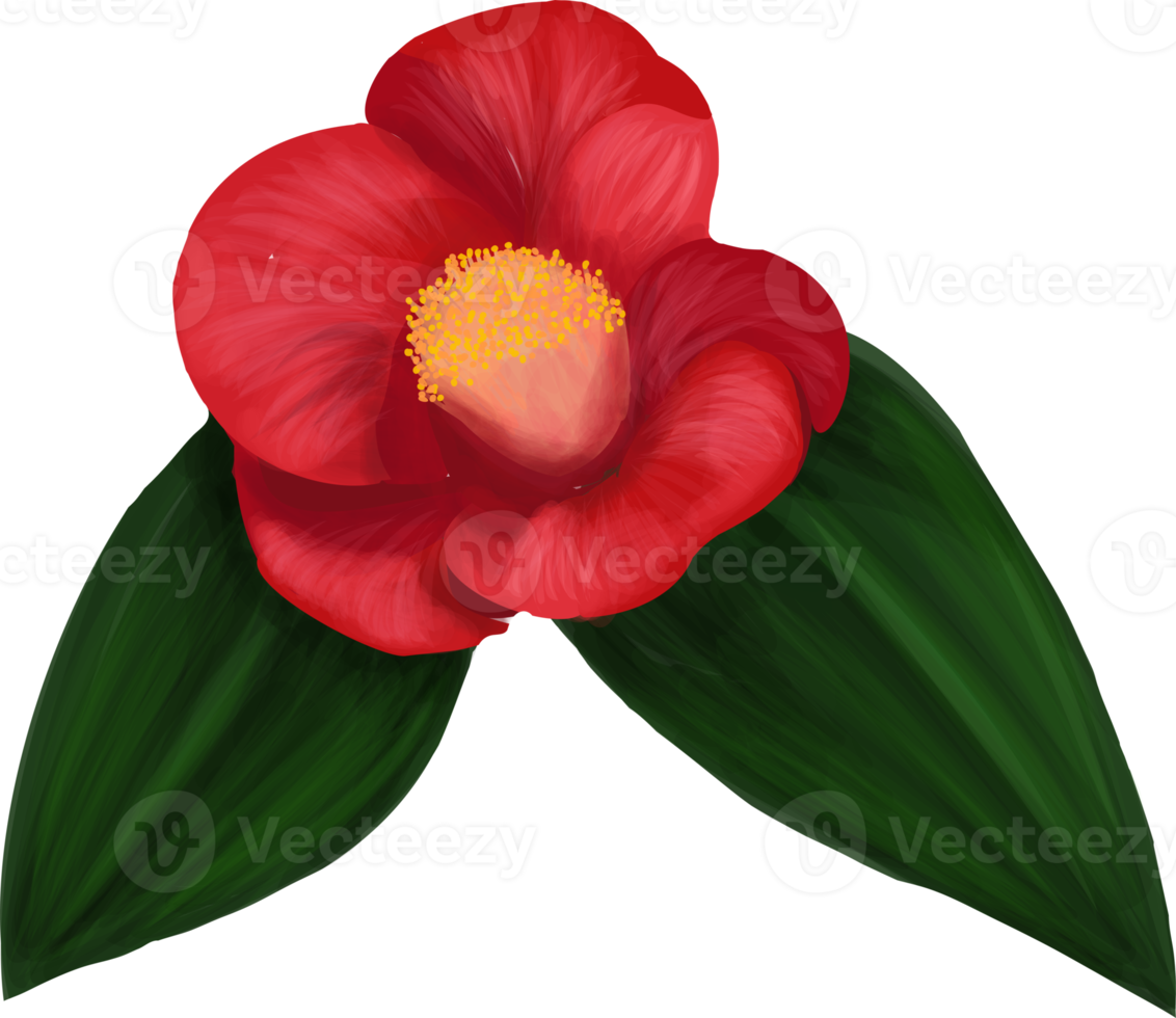 Free begonia siempre floreciente flor roja 16637443 PNG with Transparent  Background