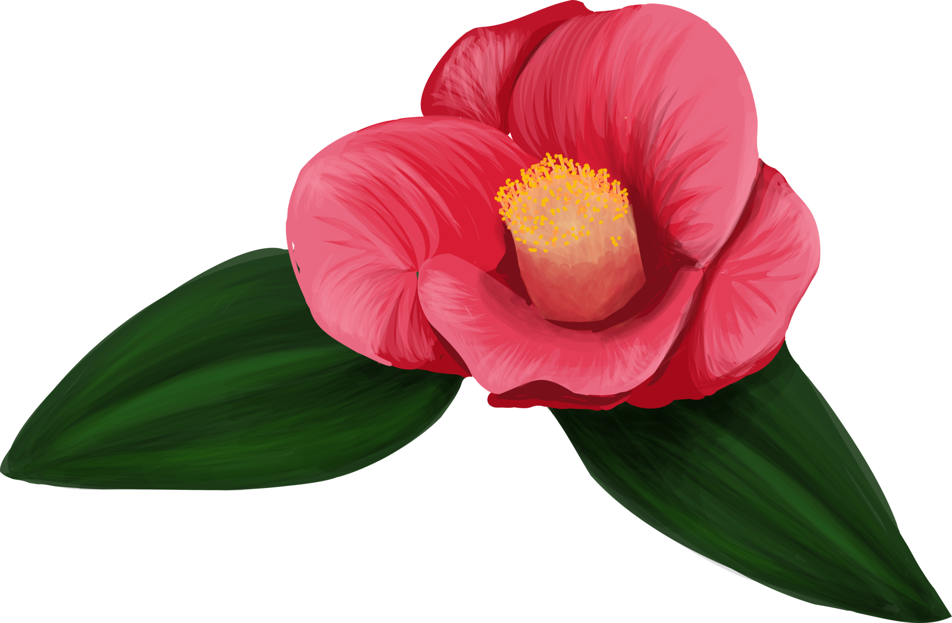 Begonia everblooming red flower 16637444 PNG