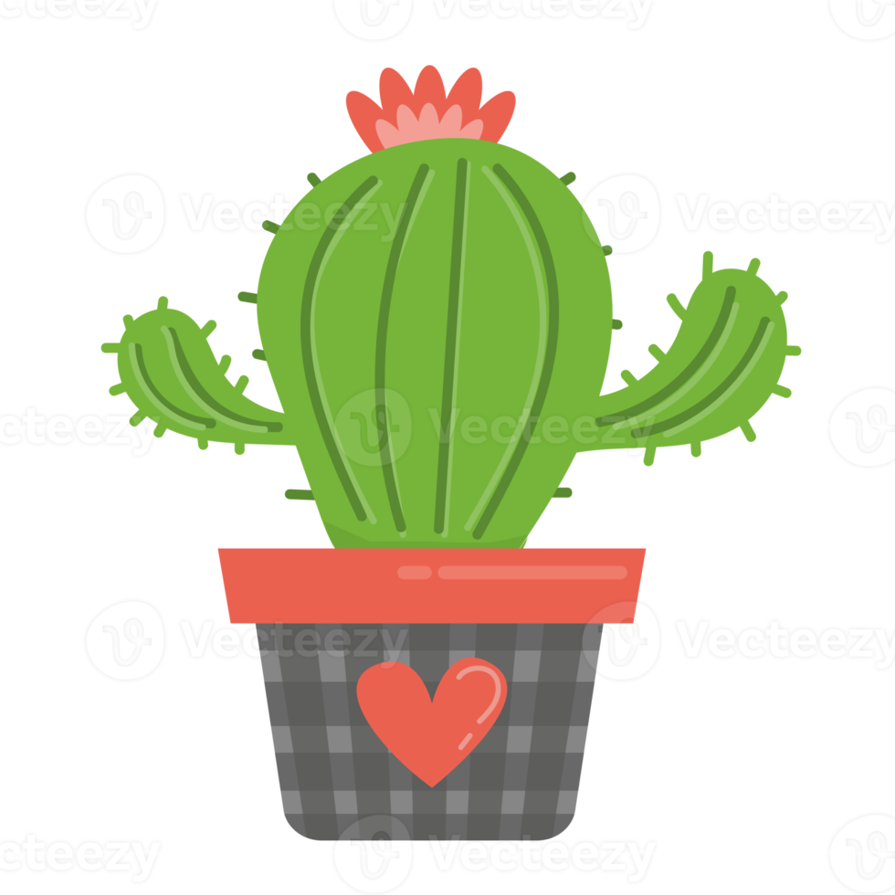 jolie plante succulente ou cactus png