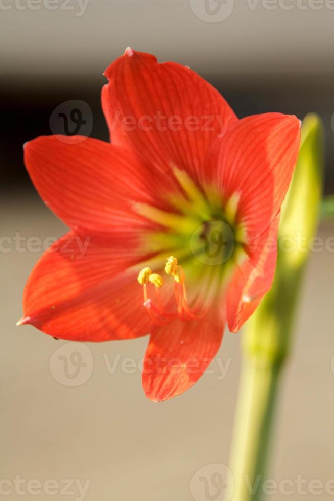 hippeastrum johnsonii bury - flores florecientes, hermosas, de color rojo claro, plantadas como planta ornamental en el jardín, es una planta herbácea auspiciosa popular en tailandia y asia. foto