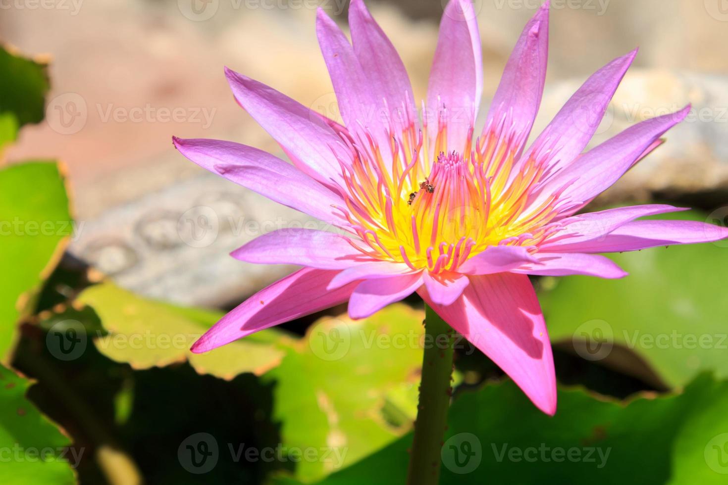 flor de loto tropical de color naranja claro con nenúfares en el estanque y hoja de loto en fondo verde en un día soleado en una calurosa tarde de verano. pero genial por naturaleza foto