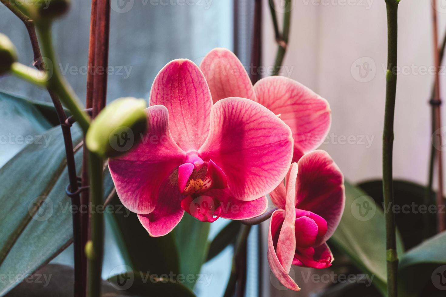 polilla orquídea narborre noir, phalaenopsis anthura narbonne floreciendo bajo la lámpara en invierno foto