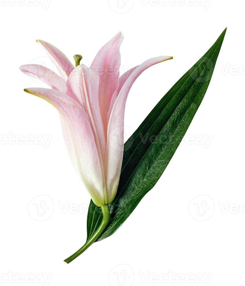 Lily with green leaf, pink lily flower bud isolated on white background photo