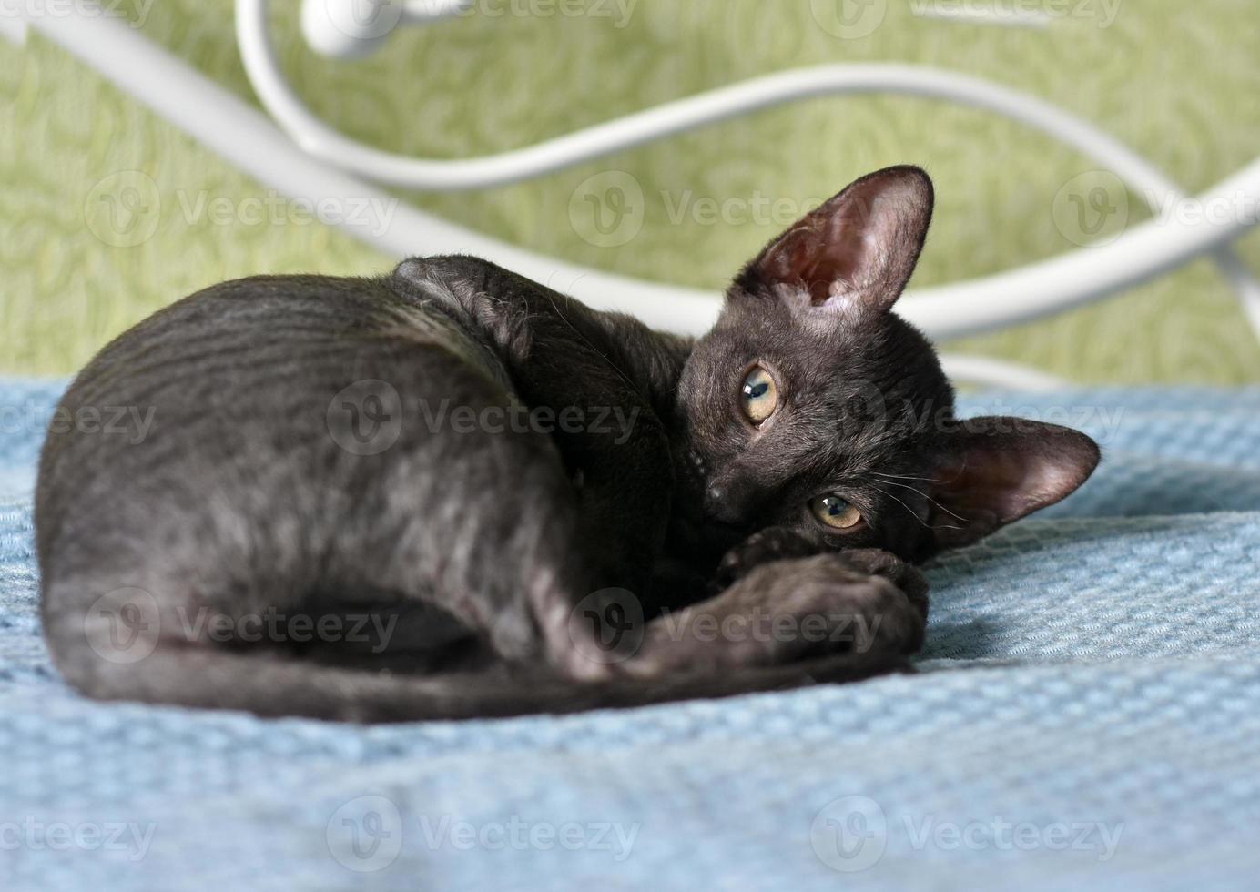 Cute kitten Ural Rex is lying in bed. The pet looks on curiously. Cozy home background photo