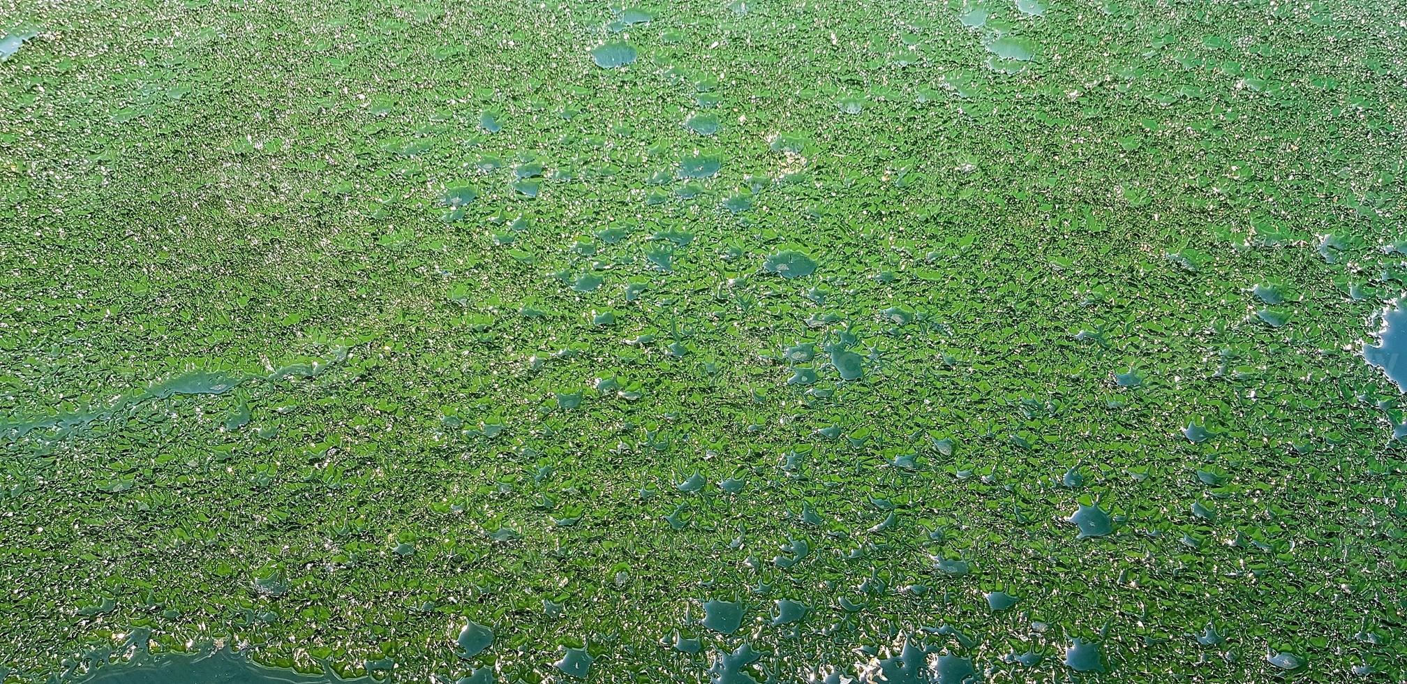 A green scum of algae on the water texture with fine ice. photo