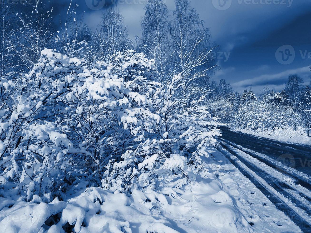 Cold winter Park with snow and road, copy space. Classic blue tone, 2020 color, fashion color. photo