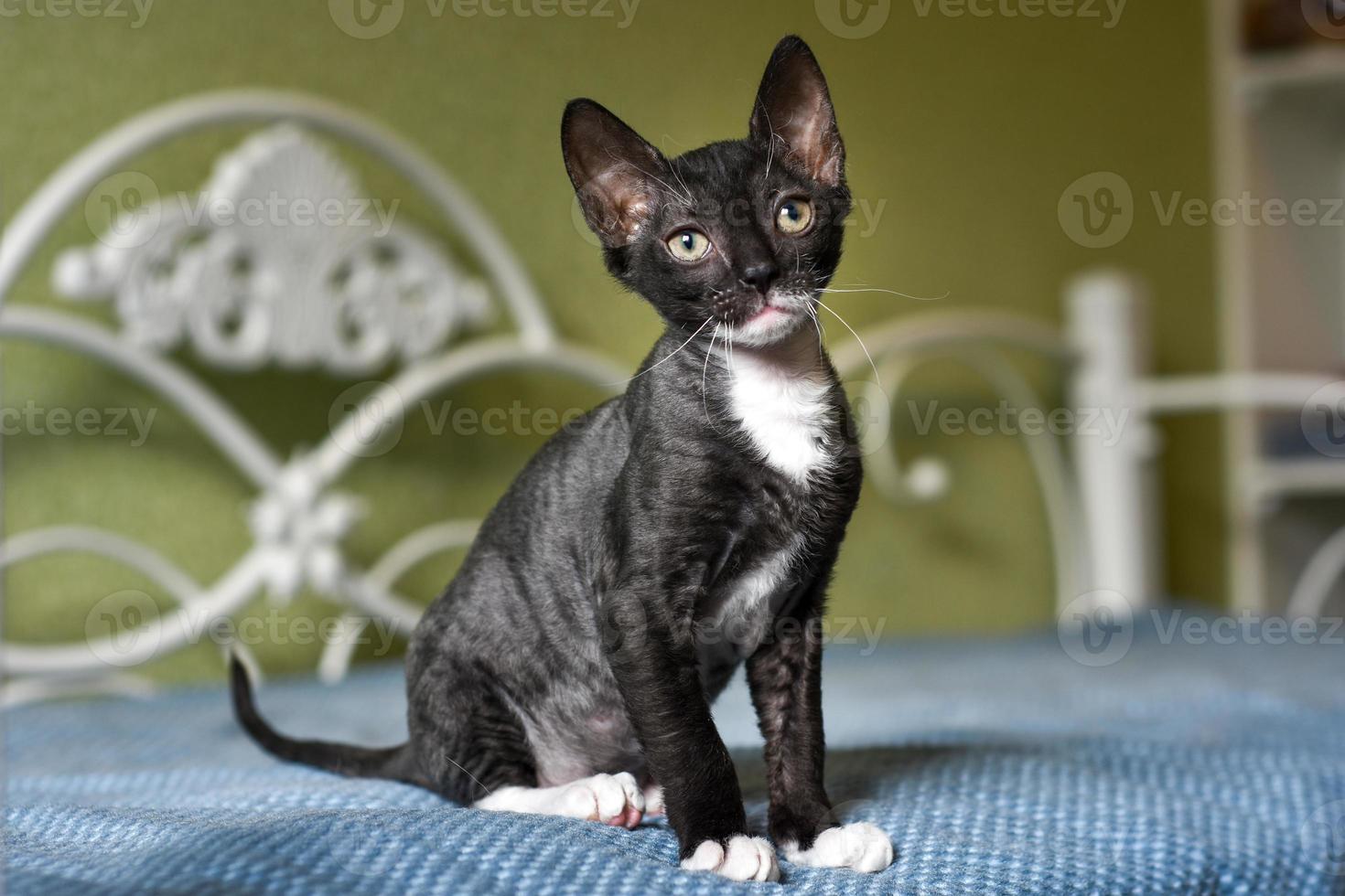 A small black kitten Ural Rex is sitting on the bed. photo