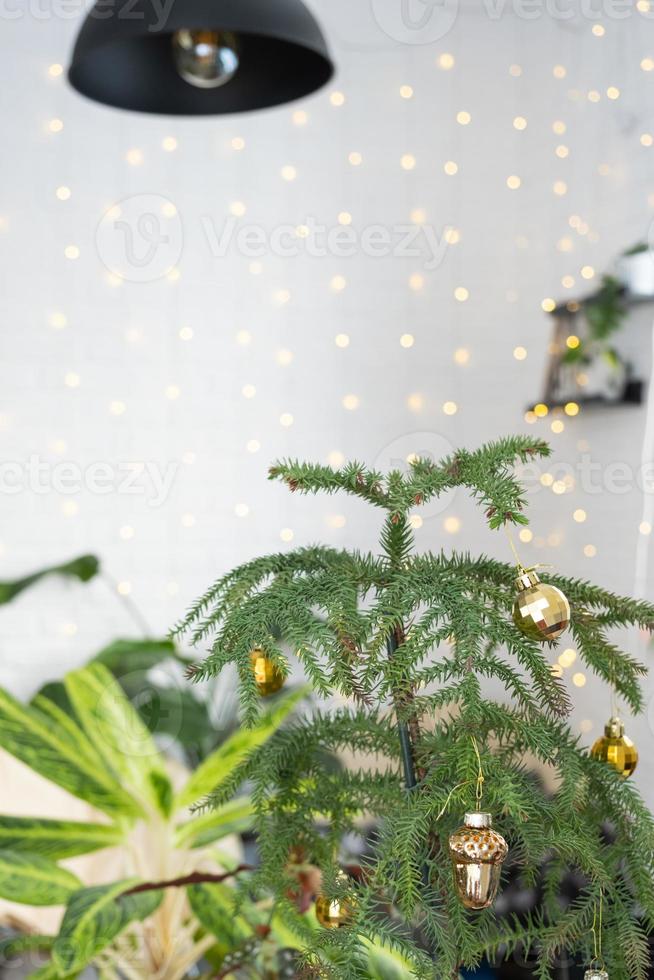 Araucaria house plant is a room spruce decorated with Christmas balls like a Christmas tree by the window. Green home interior decor photo