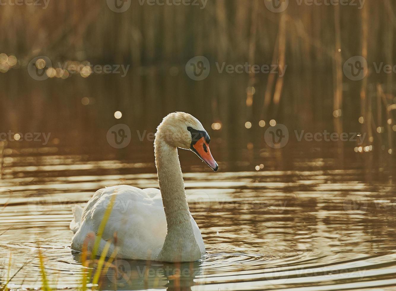 Wwan swimming on the lake photo