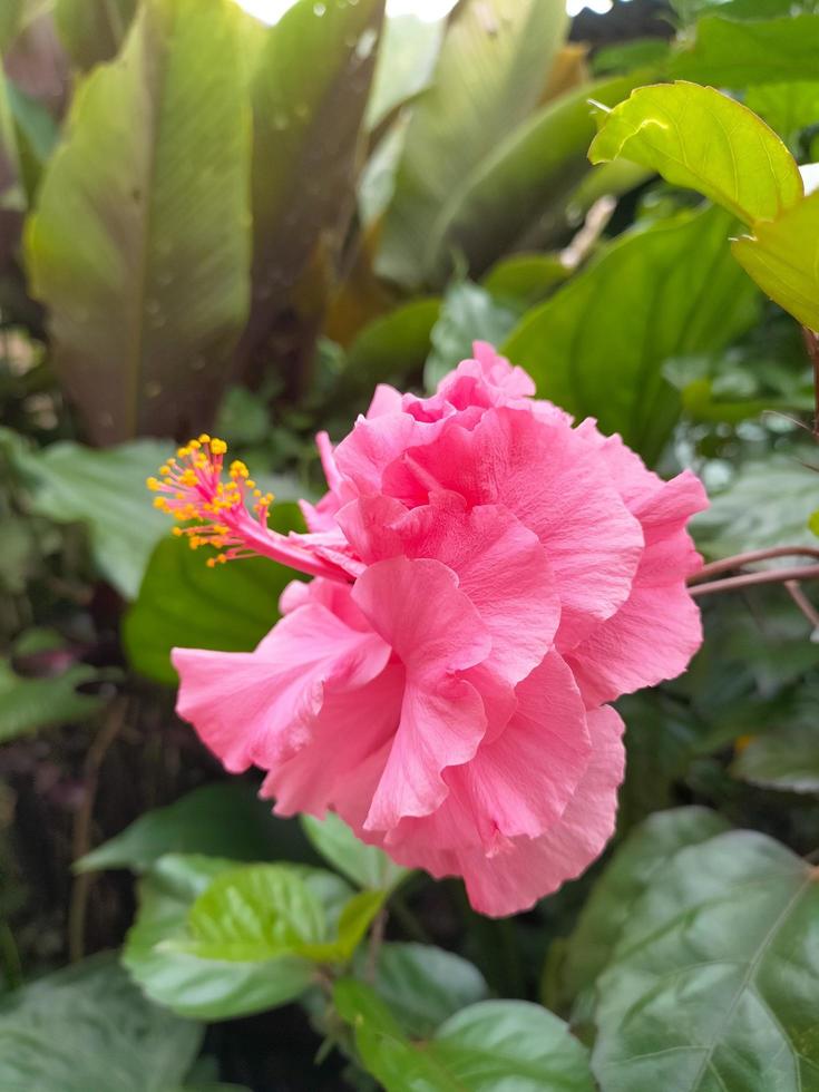 A beautiful Shoe Flower in the garden, in Indonesian we call it Bunga Sepatu photo