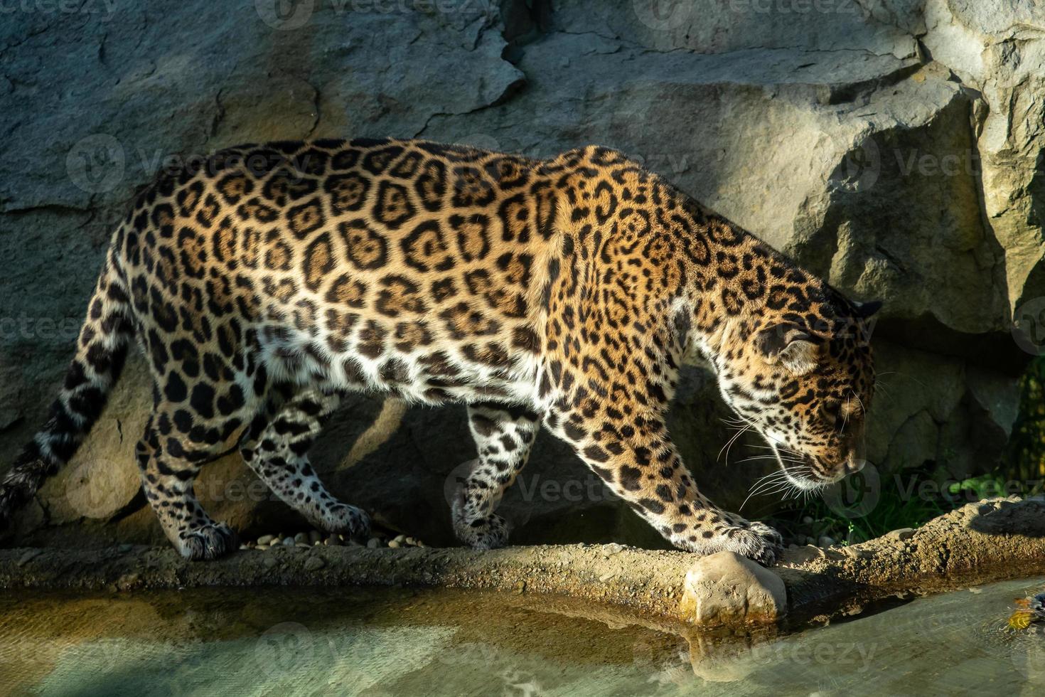 The jaguar Panthera onca is a big cat photo