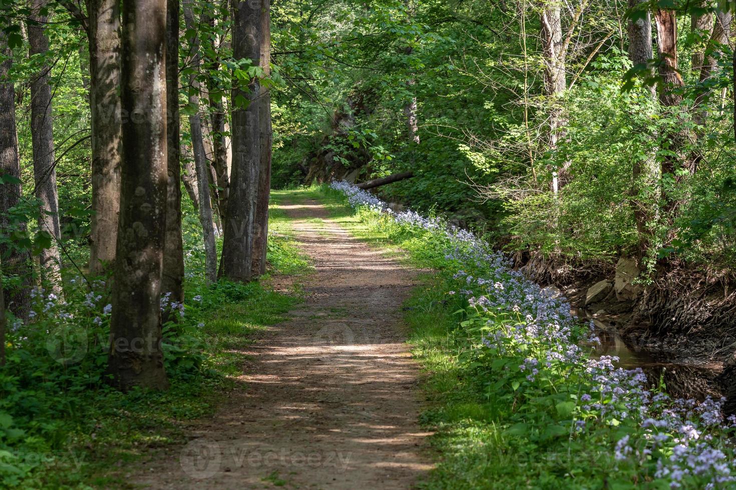 Path winding through a carpet of flowers in a forest photo