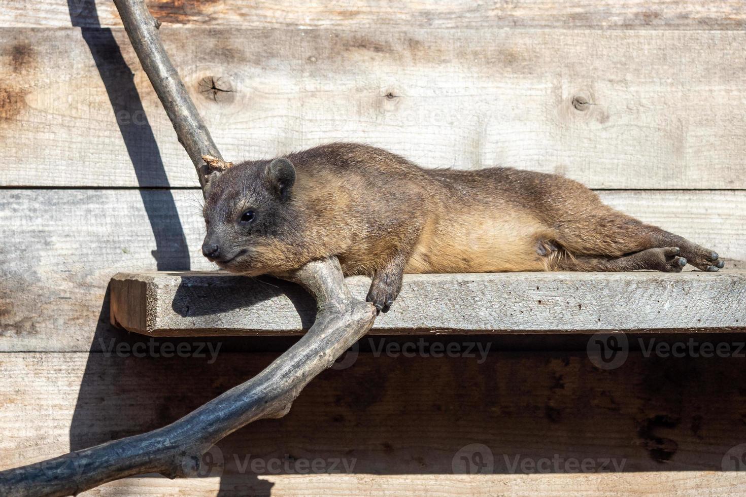 un rock hyrax o dassie procavia capensis descansando sobre una tabla foto