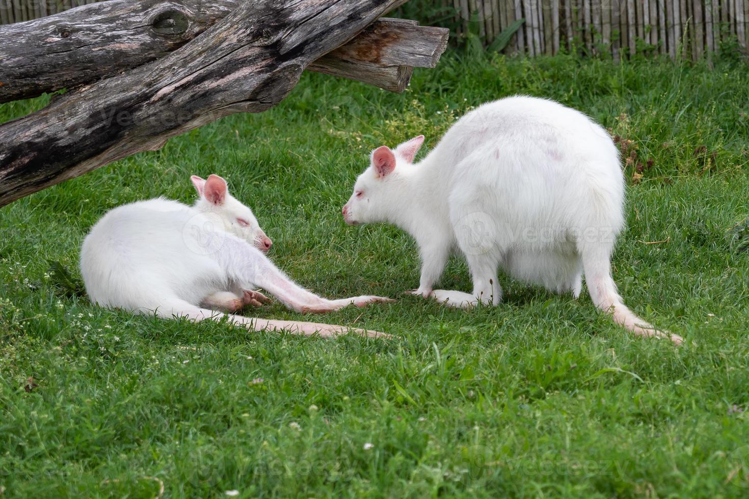 White kangaroo Macropus rufogriseus on the green grass. Albino kangaroo photo