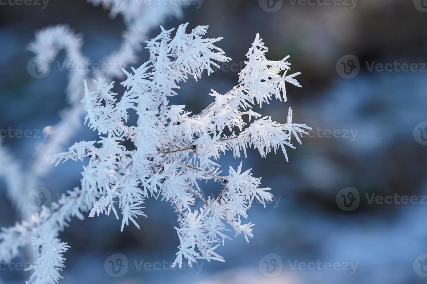 Winter background with flowers covered snow crystals glittering in sunlight photo
