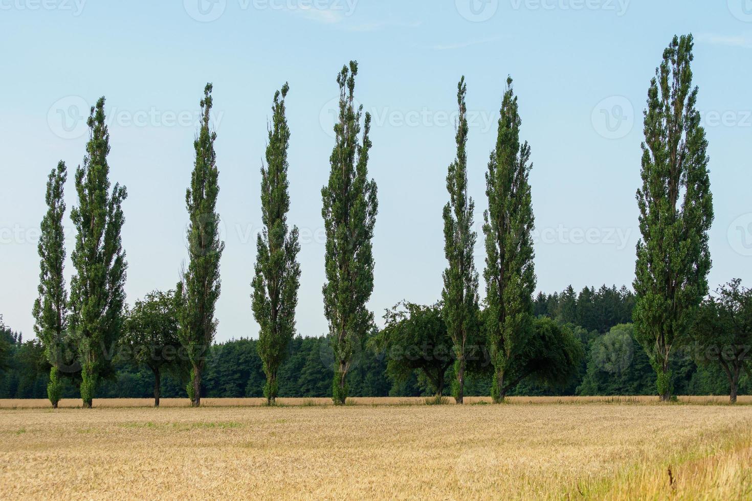 arboleda de álamos en un paisaje agrario foto