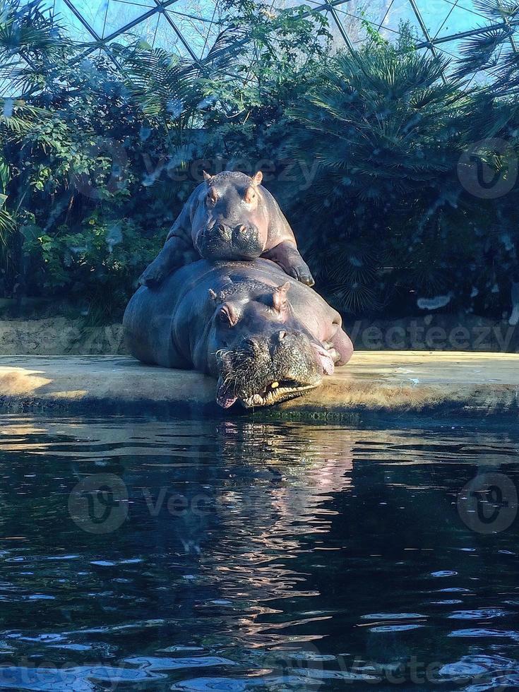 Two hippos making love near a pool photo