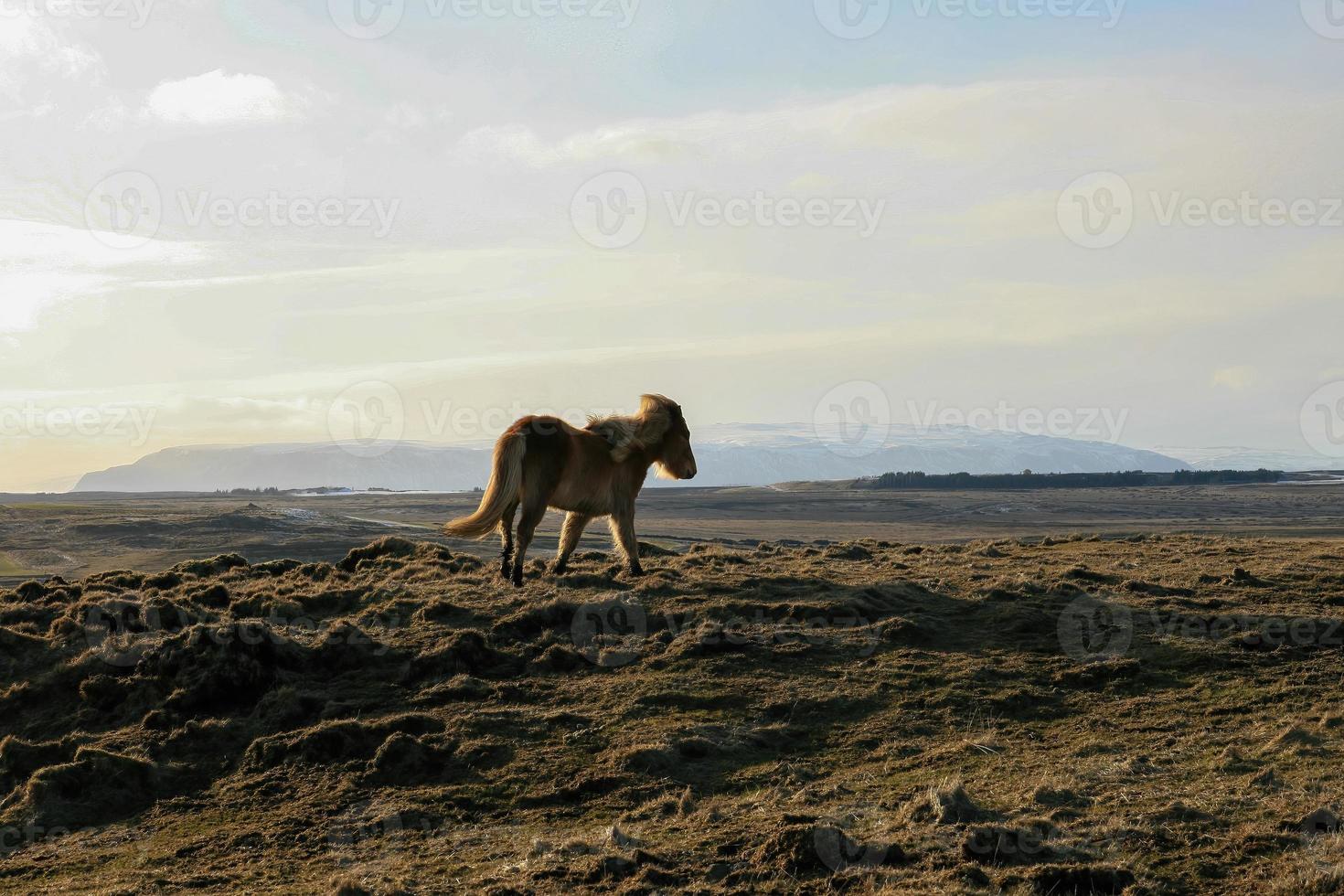 An Icelandic horse in a volcanic landscape photo