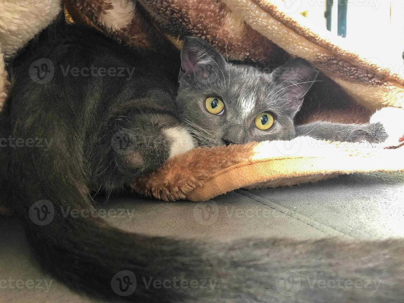A cat hiding under a blanket 16642866 Stock Photo at Vecteezy