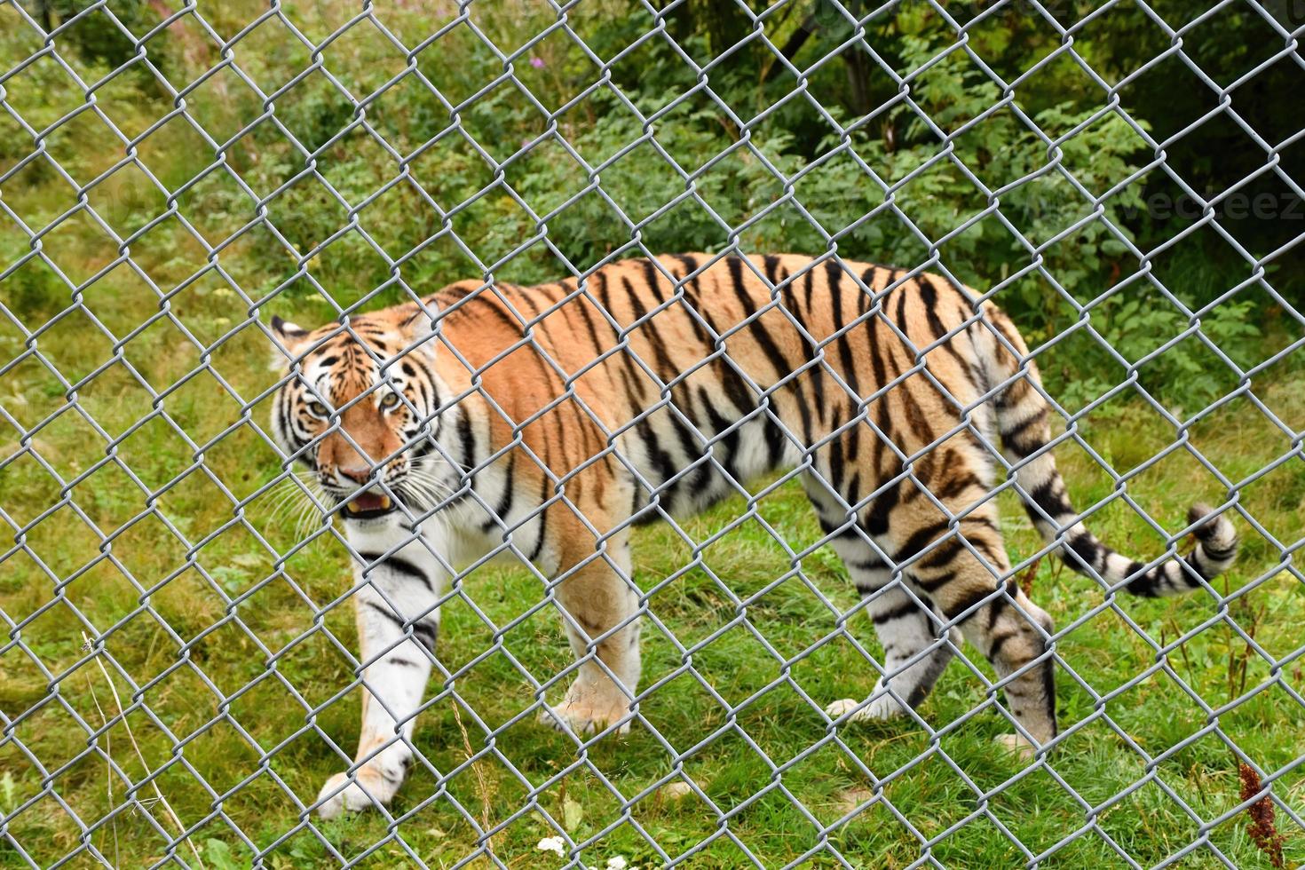 An angry tiger walking behind a fence photo