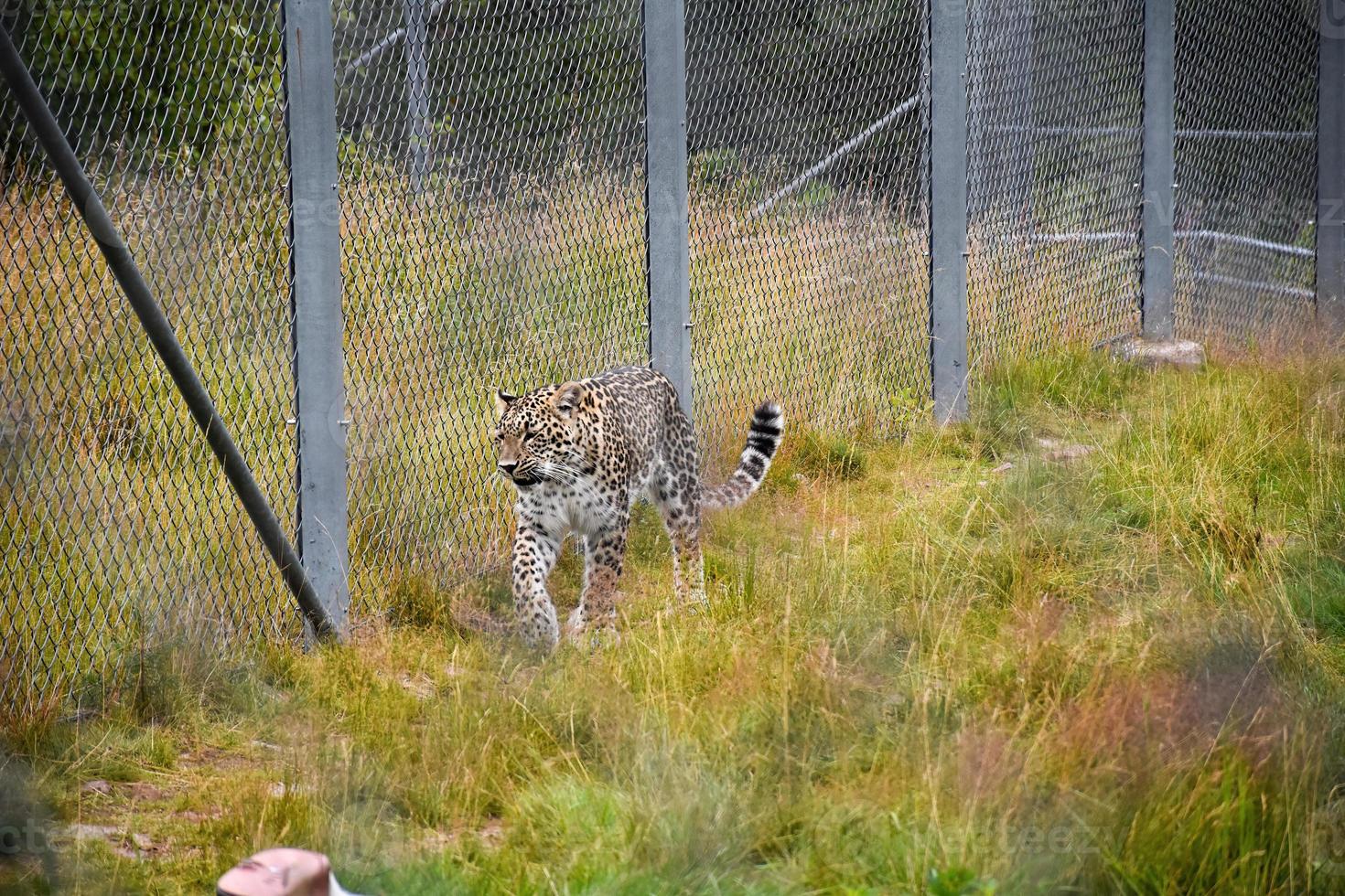 A nordic leopard walking alongside a fence photo