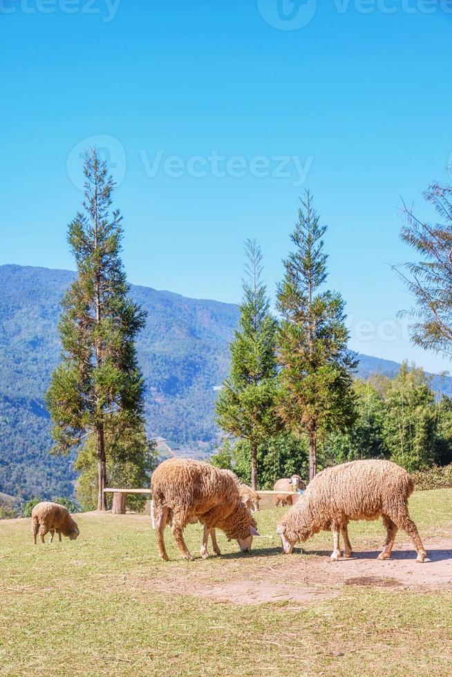 ovejas masticando hierba en un prado. foto