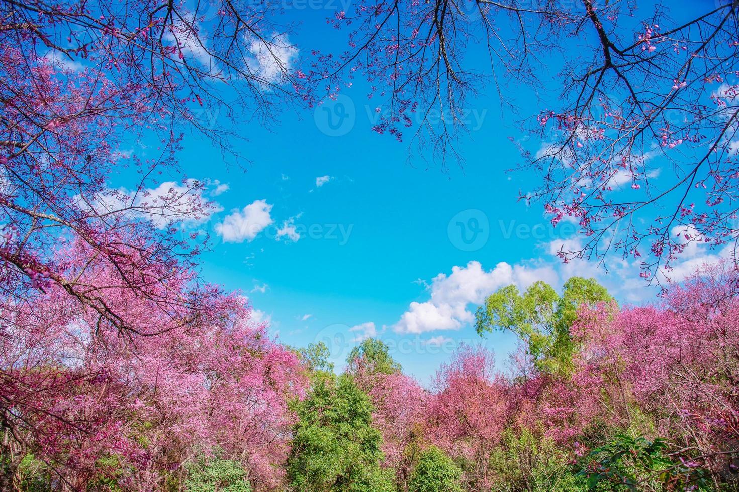 Blossom of Wild Himalayan Cherry flower. photo