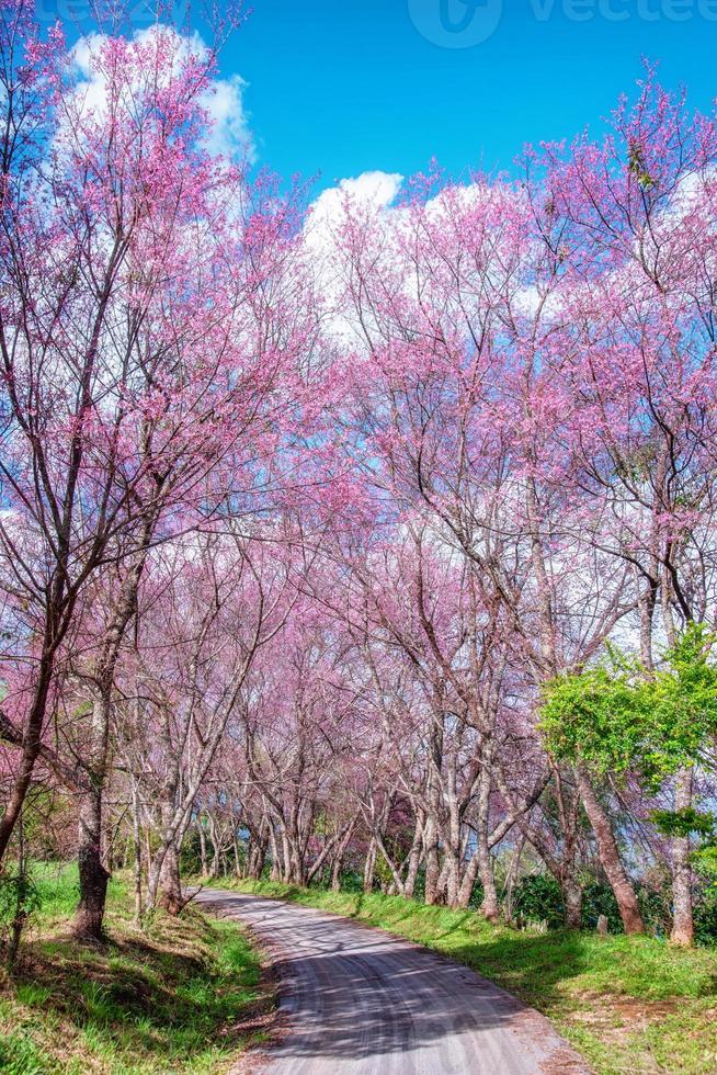 Blossom of Wild Himalayan Cherry flower. photo