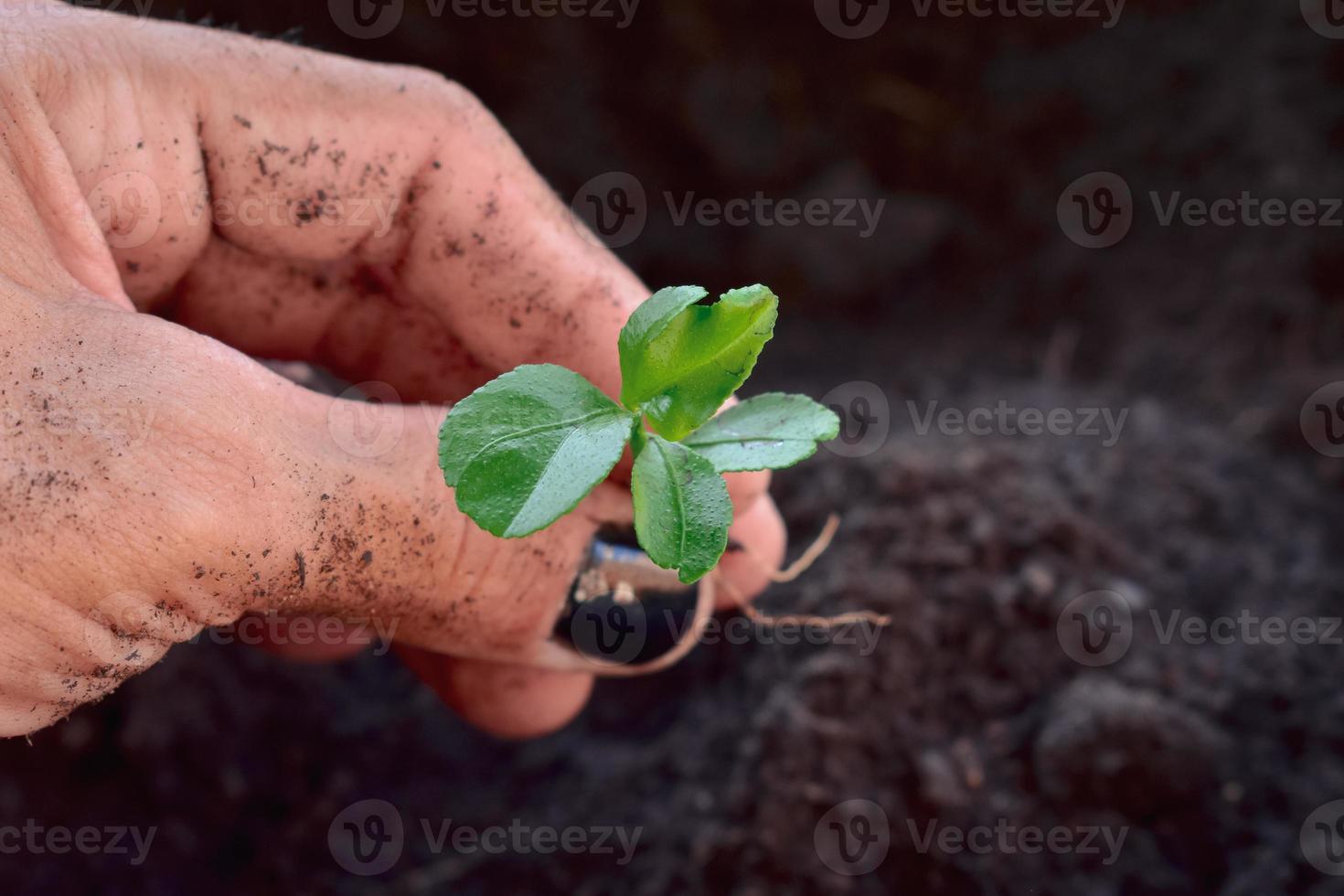 manos de granjeros sosteniendo una planta foto