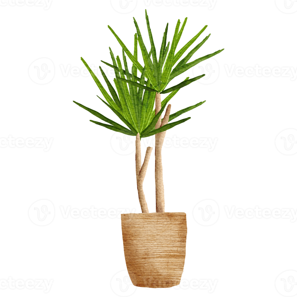 plante de palmier aquarelle décor à la maison avec pot png