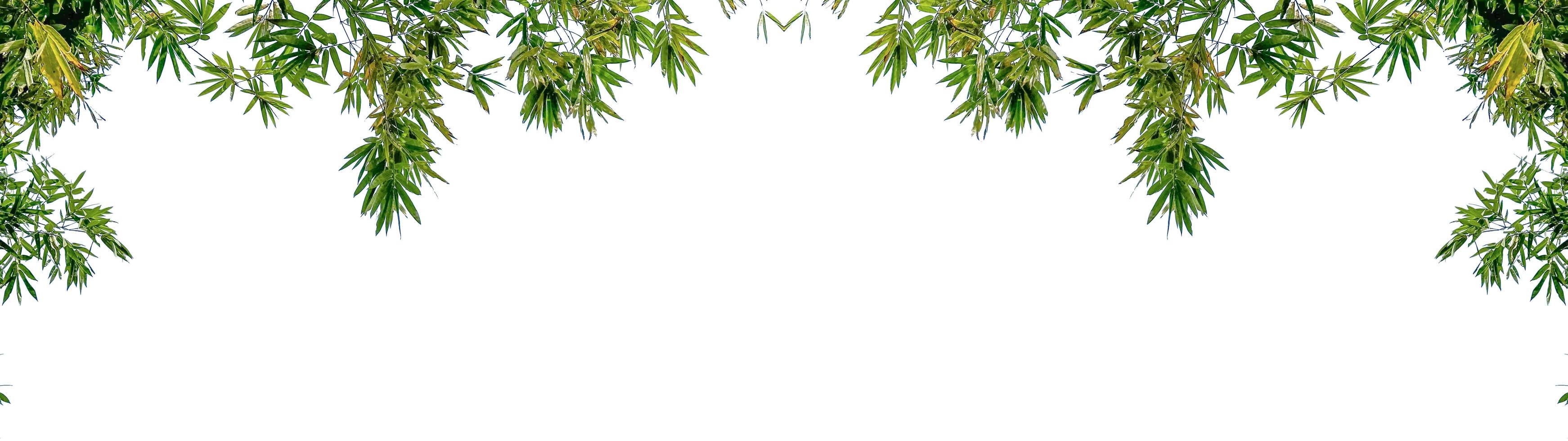 Green tree leaves on white background copy space photo