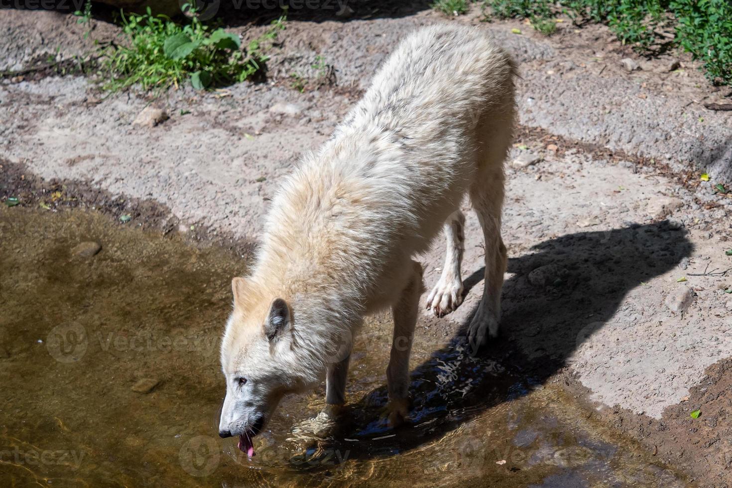 White arctic wolf drinks water, Canis lupus arctos photo