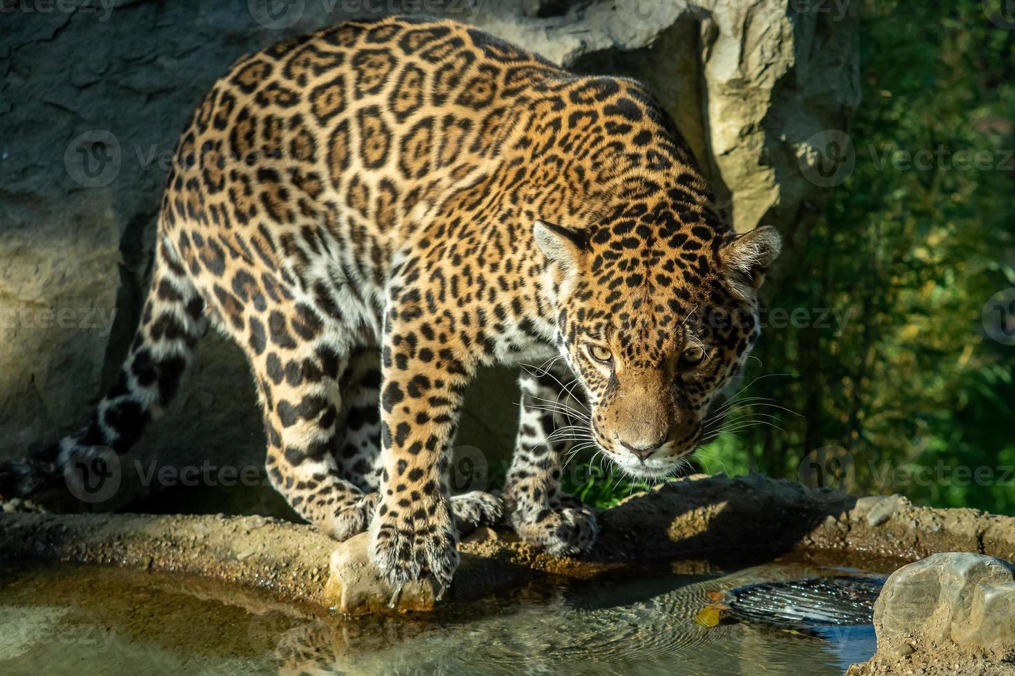 The jaguar Panthera onca is a big cat photo
