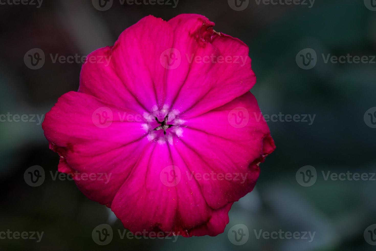A single wilting red flower photo