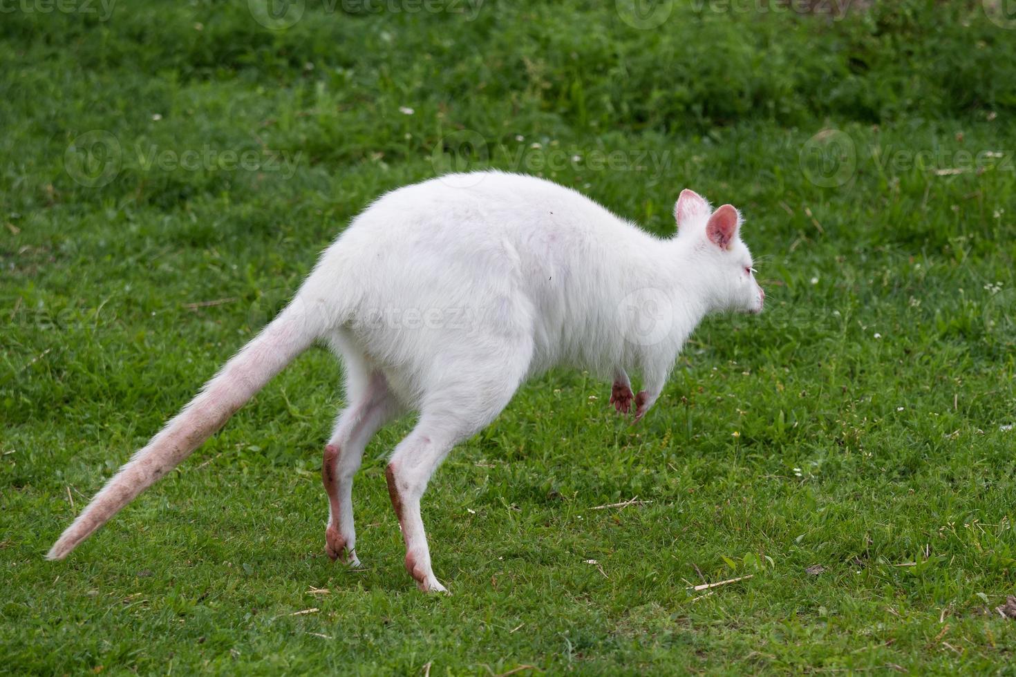 White kangaroo Macropus rufogriseus on the green grass. Albino kangaroo photo