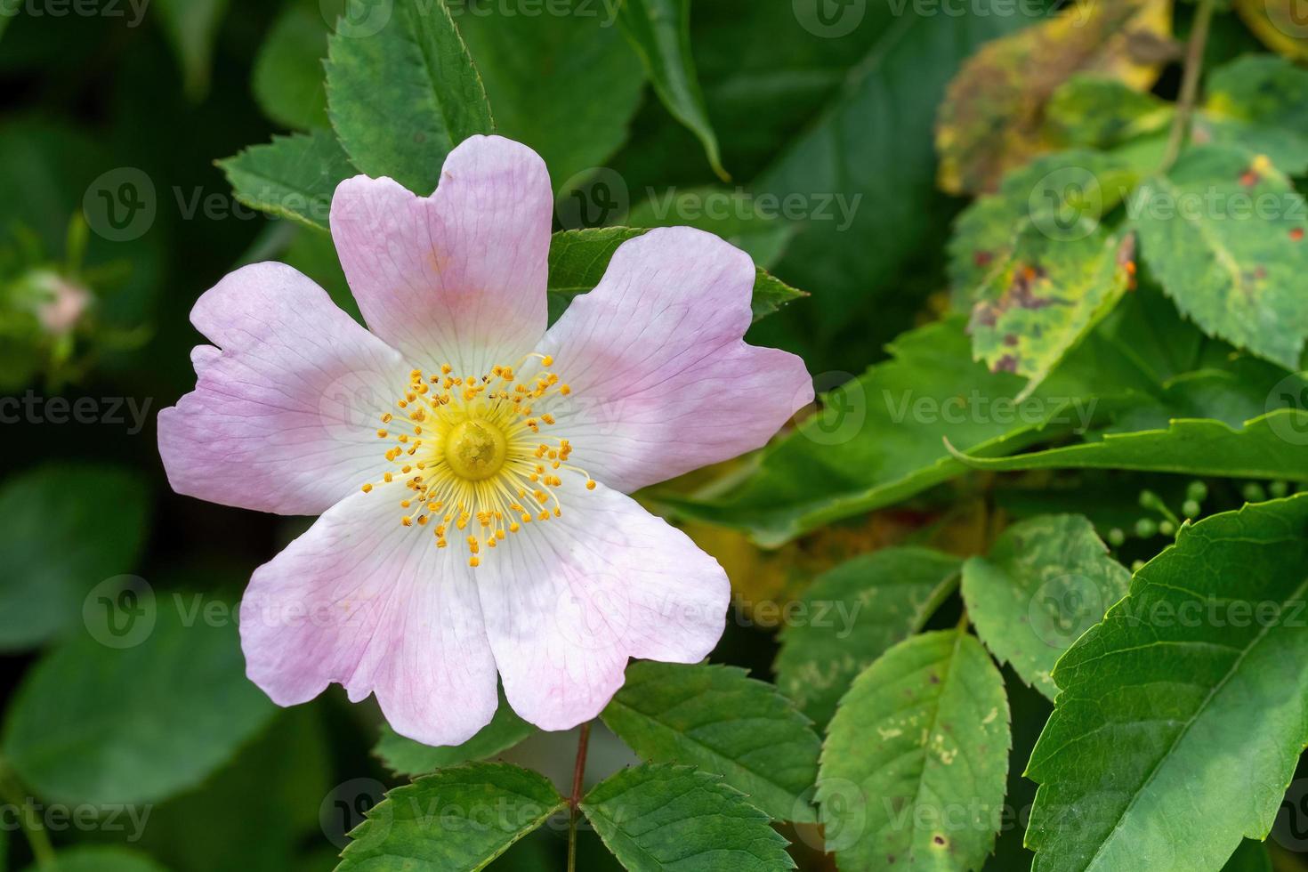 Close-up of a dog rose, Rosa canina, with green leaves photo