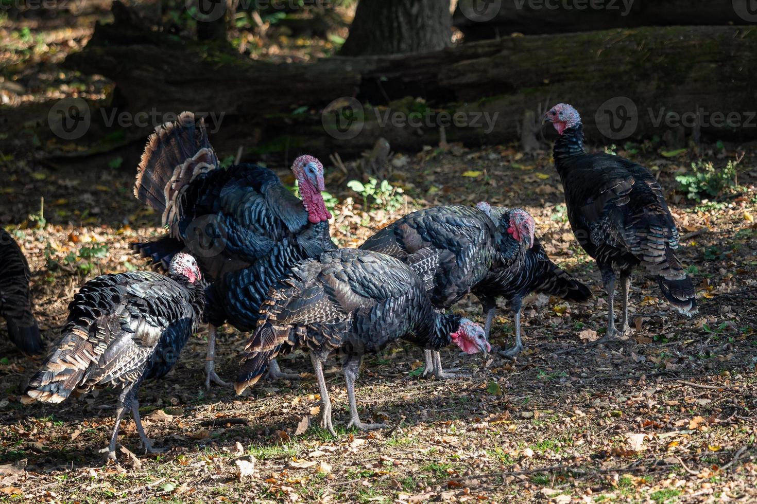 Male and female eastern wild turkeys photo