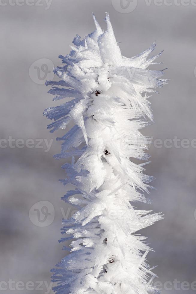 escarcha en una ramita en el día de invierno foto