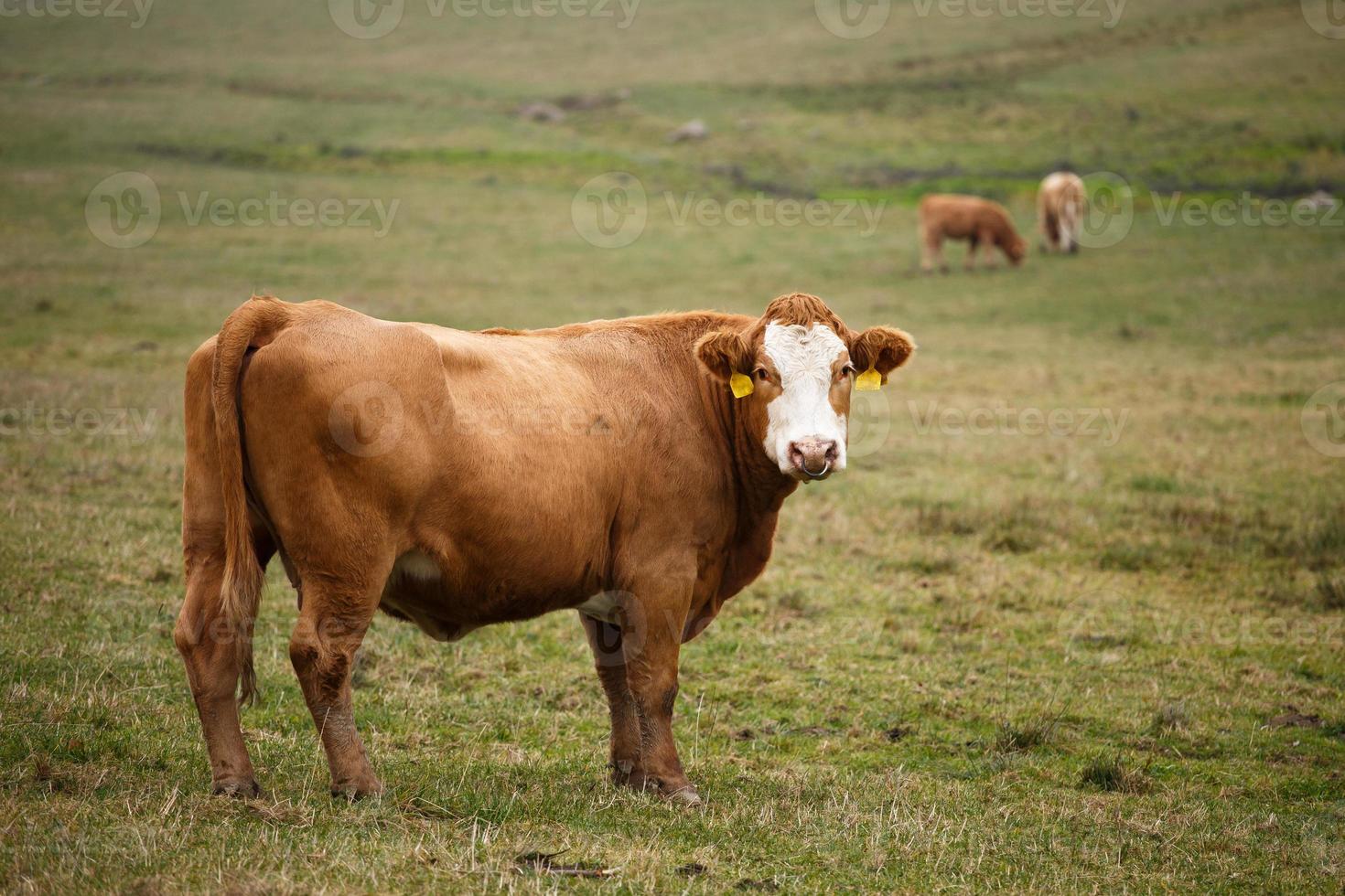 Cows grazing on autumn pasture photo