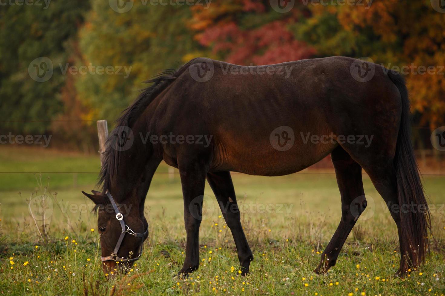 caballo en pasto y paisaje otoñal en el fondo foto