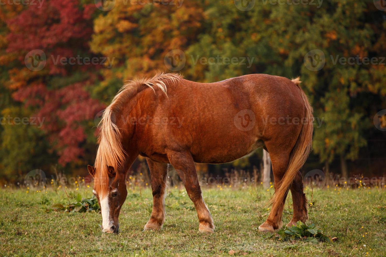 Horse on pasture and autumnal landscape in the background photo