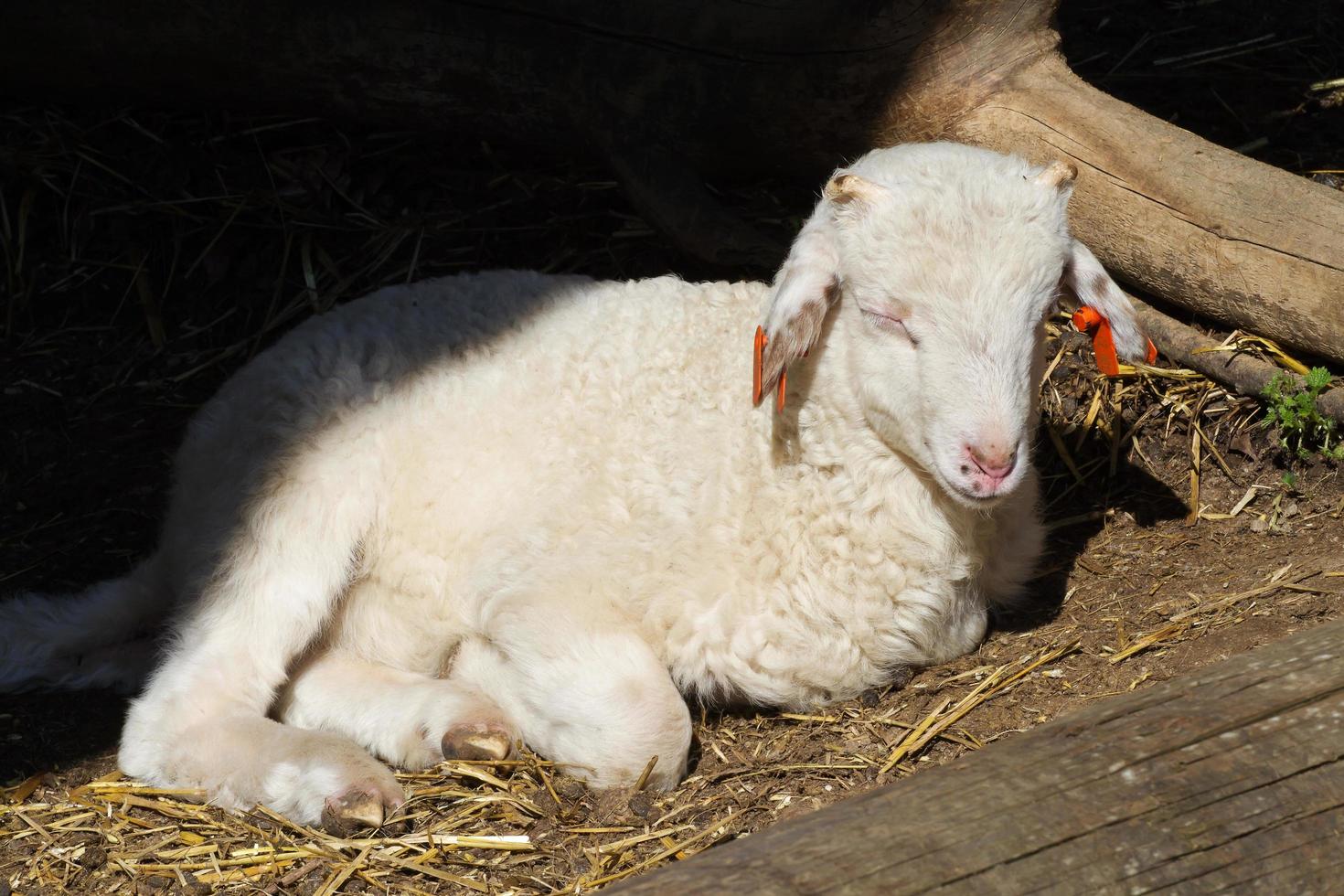New born lamb photo