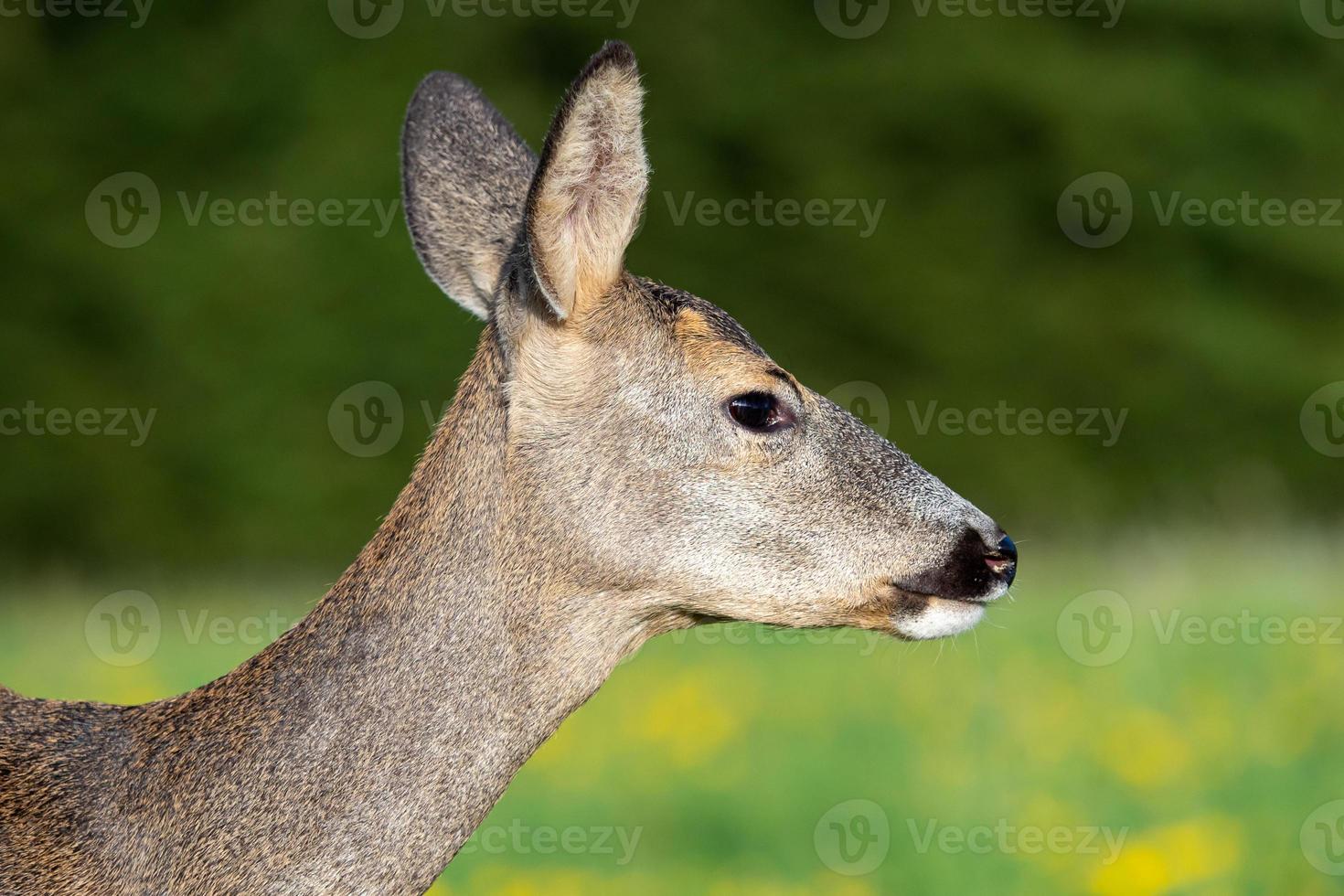 Roe deer in grass, Capreolus capreolus. Wild roe deer in nature. photo