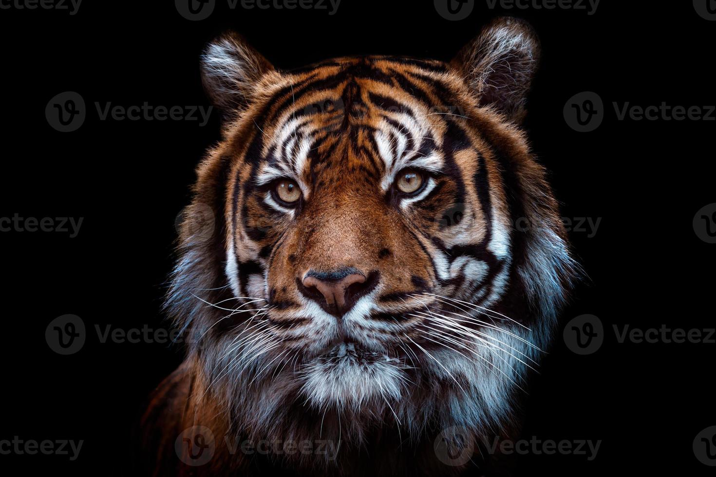 vista frontal del tigre de sumatra aislado sobre fondo negro. retrato de tigre de sumatra, panthera tigris sumatrae foto