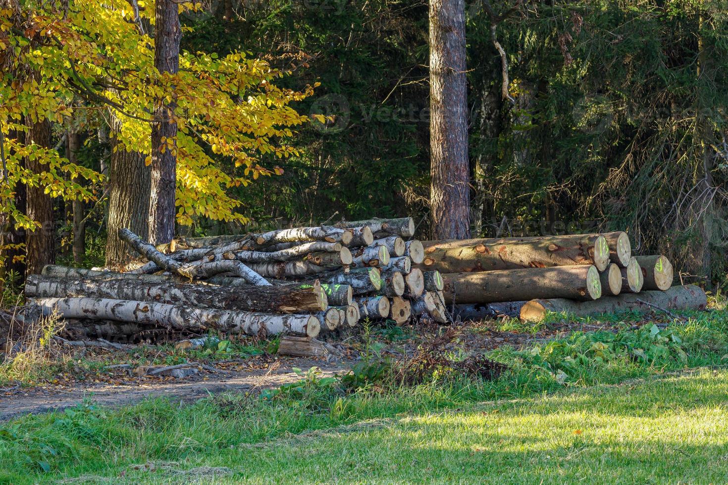 montón de madera de abeto en el bosque. una vista de enormes pilas de troncos. foto